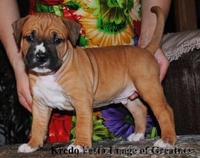 Шикарные щенки ам.стаффа,дети Чемпиона Европы,внуки Чемпиона Мира!!! - <ro>Изображение</ro><ru>Изображение</ru> #1, <ru>Объявление</ru> #378689