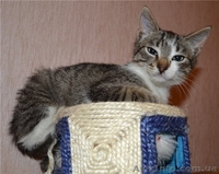 Котенок-болтун Марек 3 м.  - <ro>Изображение</ro><ru>Изображение</ru> #3, <ru>Объявление</ru> #371286