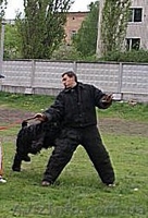 Щенки черного терьера, кобели для вязок - <ro>Изображение</ro><ru>Изображение</ru> #4, <ru>Объявление</ru> #394030