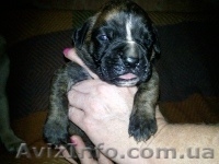  ПРОДАМ ЩЕНКОВ НЕМЕЦКОГО БОКСЕРА - <ro>Изображение</ro><ru>Изображение</ru> #1, <ru>Объявление</ru> #393222