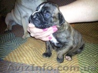  ПРОДАМ ЩЕНКОВ НЕМЕЦКОГО БОКСЕРА - <ro>Изображение</ro><ru>Изображение</ru> #3, <ru>Объявление</ru> #393222