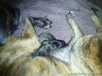 Продам щенков немецкого боксера  - <ro>Изображение</ro><ru>Изображение</ru> #5, <ru>Объявление</ru> #379249