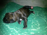 Продам щенков немецкого боксера  - <ro>Изображение</ro><ru>Изображение</ru> #4, <ru>Объявление</ru> #379249