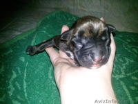 Продам щенков немецкого боксера  - <ro>Изображение</ro><ru>Изображение</ru> #3, <ru>Объявление</ru> #379249