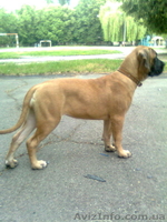 продаются щенки бульмастифа - преданные и умные собаки - <ro>Изображение</ro><ru>Изображение</ru> #2, <ru>Объявление</ru> #383134