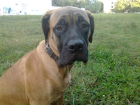 продаются щенки бульмастифа - преданные и умные собаки - <ro>Изображение</ro><ru>Изображение</ru> #1, <ru>Объявление</ru> #383134