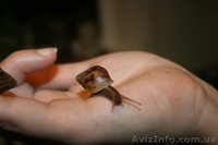 Гигантские улитки Ахатина Фулика - <ro>Изображение</ro><ru>Изображение</ru> #2, <ru>Объявление</ru> #383870