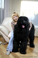 Щенки черного терьера, кобели для вязок - <ro>Изображение</ro><ru>Изображение</ru> #6, <ru>Объявление</ru> #394030