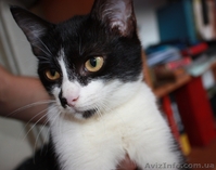 Котенок Том Сойэр в юбке в дар - <ro>Изображение</ro><ru>Изображение</ru> #3, <ru>Объявление</ru> #362592