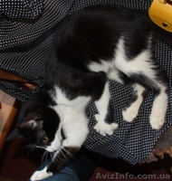 Котенок Том Сойэр в юбке в дар - <ro>Изображение</ro><ru>Изображение</ru> #2, <ru>Объявление</ru> #362592