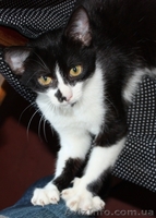 Котенок Том Сойэр в юбке в дар - <ro>Изображение</ro><ru>Изображение</ru> #1, <ru>Объявление</ru> #362592