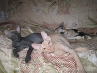 Сфинкс-черная девочка - <ro>Изображение</ro><ru>Изображение</ru> #6, <ru>Объявление</ru> #380199