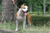 Шикарные щенки ам.стаффа,дети Чемпиона Европы,внуки Чемпиона Мира!!! - <ro>Изображение</ro><ru>Изображение</ru> #6, <ru>Объявление</ru> #378689