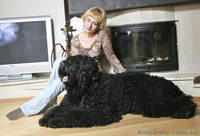 Очаровательные щенки русского черного терьера, кобели для вязок - <ro>Изображение</ro><ru>Изображение</ru> #6, <ru>Объявление</ru> #394043