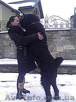 Щенки черного терьера, кобели для вязок - <ro>Изображение</ro><ru>Изображение</ru> #8, <ru>Объявление</ru> #394030