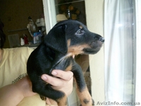 Щенки ягдтерьера - <ro>Изображение</ro><ru>Изображение</ru> #1, <ru>Объявление</ru> #371131