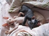 Сфинкс-черная девочка - <ro>Изображение</ro><ru>Изображение</ru> #7, <ru>Объявление</ru> #380199