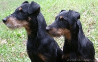 Щенки ягдтерьера - <ro>Изображение</ro><ru>Изображение</ru> #8, <ru>Объявление</ru> #371131