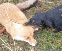 Щенки ягдтерьера - <ro>Изображение</ro><ru>Изображение</ru> #6, <ru>Объявление</ru> #371131