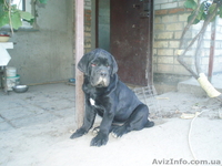 кане-корсо черного окраса щенков  - <ro>Изображение</ro><ru>Изображение</ru> #1, <ru>Объявление</ru> #392087