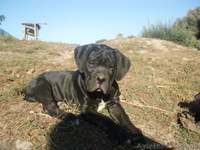 кане-корсо черного окраса щенков  - <ro>Изображение</ro><ru>Изображение</ru> #3, <ru>Объявление</ru> #392087