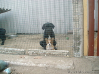 кане-корсо черного окраса щенков  - <ro>Изображение</ro><ru>Изображение</ru> #4, <ru>Объявление</ru> #392087