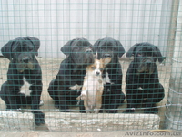кане-корсо черного окраса щенков  - <ro>Изображение</ro><ru>Изображение</ru> #5, <ru>Объявление</ru> #392087