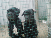 кане-корсо черного окраса щенков  - <ro>Изображение</ro><ru>Изображение</ru> #6, <ru>Объявление</ru> #392087