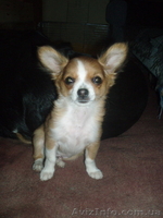 чихуа мальчик длинношерстный - <ro>Изображение</ro><ru>Изображение</ru> #1, <ru>Объявление</ru> #392089