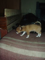 чихуа мальчик длинношерстный - <ro>Изображение</ro><ru>Изображение</ru> #2, <ru>Объявление</ru> #392089