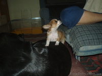 чихуа мальчик длинношерстный - <ro>Изображение</ro><ru>Изображение</ru> #3, <ru>Объявление</ru> #392089