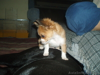 чихуа мальчик длинношерстный - <ro>Изображение</ro><ru>Изображение</ru> #4, <ru>Объявление</ru> #392089