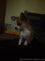 чихуа мальчик длинношерстный - <ro>Изображение</ro><ru>Изображение</ru> #6, <ru>Объявление</ru> #392089