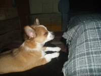 чихуа мальчик длинношерстный - <ro>Изображение</ro><ru>Изображение</ru> #7, <ru>Объявление</ru> #392089