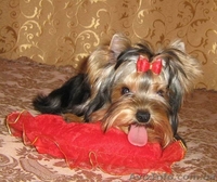 щенки йоркширского терьера, перспективные для выставок, 7 месяцев - <ro>Изображение</ro><ru>Изображение</ru> #4, <ru>Объявление</ru> #382002