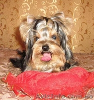 щенки йоркширского терьера, перспективные для выставок, 7 месяцев - <ro>Изображение</ro><ru>Изображение</ru> #5, <ru>Объявление</ru> #382002