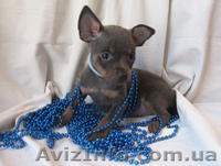 Той-терьер, щенки голубого окраса. - <ro>Изображение</ro><ru>Изображение</ru> #3, <ru>Объявление</ru> #374540