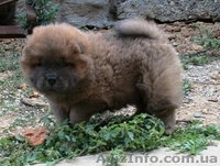 Щенки  Чау-Чау  от титулованных производителей. - <ro>Изображение</ro><ru>Изображение</ru> #3, <ru>Объявление</ru> #365067