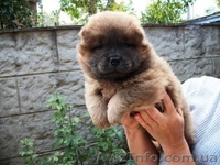 Щенки  Чау-Чау  от титулованных производителей. - <ro>Изображение</ro><ru>Изображение</ru> #5, <ru>Объявление</ru> #365067