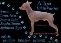 Той-терьер, щенки голубого окраса. - <ro>Изображение</ro><ru>Изображение</ru> #6, <ru>Объявление</ru> #374540