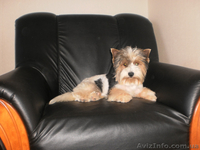 Бивер Йоркширский терьер - <ro>Изображение</ro><ru>Изображение</ru> #1, <ru>Объявление</ru> #404121