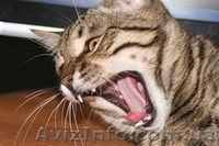 котёнка камышового кота - <ro>Изображение</ro><ru>Изображение</ru> #2, <ru>Объявление</ru> #411521