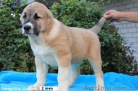 Продажа  щенков СРЕДНЕАЗИАТСКОЙ  ОВЧАРКИ ( АЛАБАЯ) - <ro>Изображение</ro><ru>Изображение</ru> #3, <ru>Объявление</ru> #405593