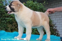 Продажа  щенков СРЕДНЕАЗИАТСКОЙ  ОВЧАРКИ ( АЛАБАЯ) - <ro>Изображение</ro><ru>Изображение</ru> #2, <ru>Объявление</ru> #405593