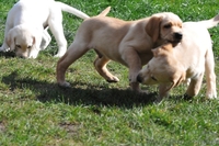 Продаются щенки лабрадора, недорого! - <ro>Изображение</ro><ru>Изображение</ru> #2, <ru>Объявление</ru> #402195