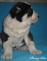 Продажа  щенков СРЕДНЕАЗИАТСКОЙ  ОВЧАРКИ ( АЛАБАЯ) - <ro>Изображение</ro><ru>Изображение</ru> #5, <ru>Объявление</ru> #405593