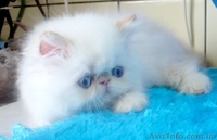 продам персидских котят. Окрас белый, глаза голубые - <ro>Изображение</ro><ru>Изображение</ru> #1, <ru>Объявление</ru> #414036