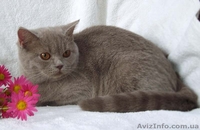 Роскошная лиловая шотландочка - <ro>Изображение</ro><ru>Изображение</ru> #2, <ru>Объявление</ru> #386360