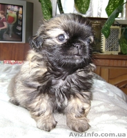 продам щенков пекинеса 2,5 мес. - <ro>Изображение</ro><ru>Изображение</ru> #2, <ru>Объявление</ru> #396480