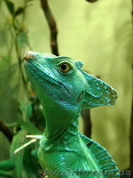 Рептилии-Зеленый василиск - <ro>Изображение</ro><ru>Изображение</ru> #4, <ru>Объявление</ru> #272161
